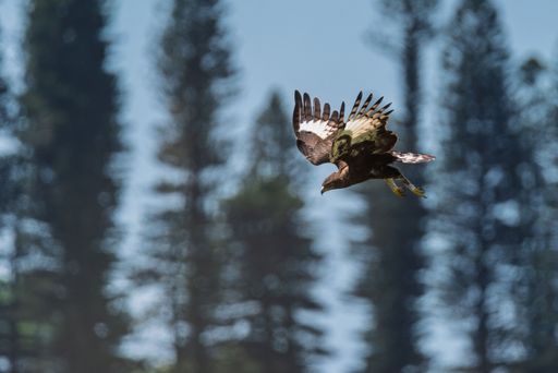 A majestic eagle in flight against a backdrop of tall pine trees and a clear sky.
