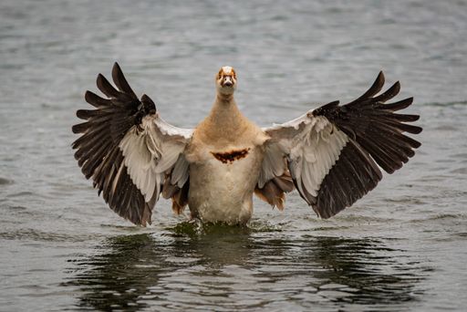 An Egyptian goose (Alopochen aegyptiaca) with wings spread in a lake