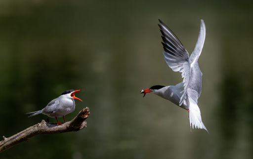 Two terns in dynamic interaction, one perched on a branch and the other in flight with a fish, set against a blurred green background.
