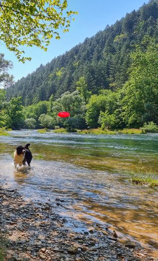 A vertical shot of a cute dog standing in the river on the background of a mountain forest