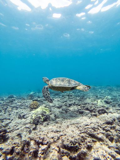 A cute small Cheloniidae underwater