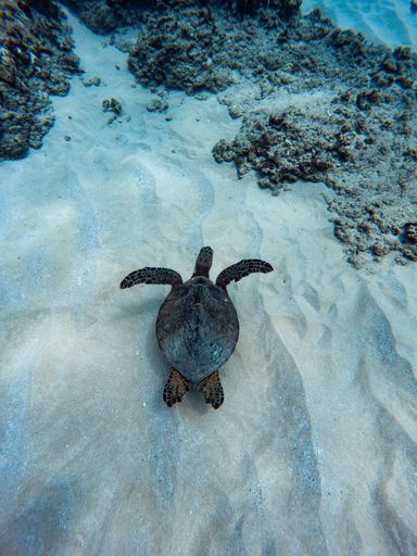 A beautiful underwater scene with corals and sea turtle