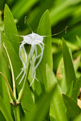 A vertical shot of a Hymenocallis with green leaves