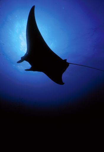 A vertical shot of a manta ray in Flower Garden Banks National Marine Sanctuary