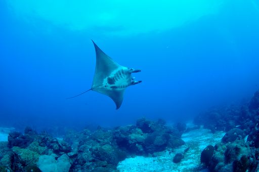 A manta ray in Flower Garden Banks National Marine Sanctuary
