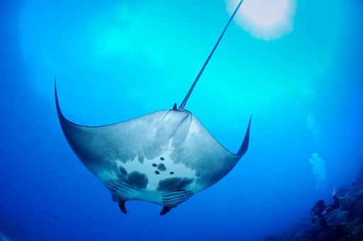 A manta ray eating tiny plankton in Flower Garden Banks National Marine Sanctuary