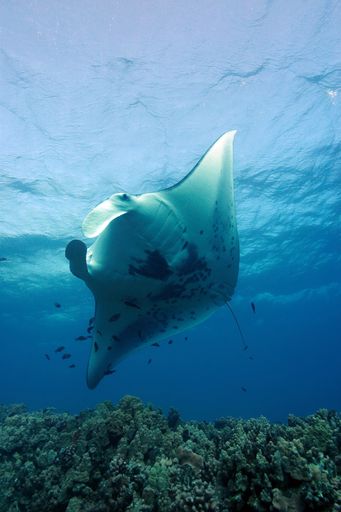 The vertical shot of a manta ray underwater