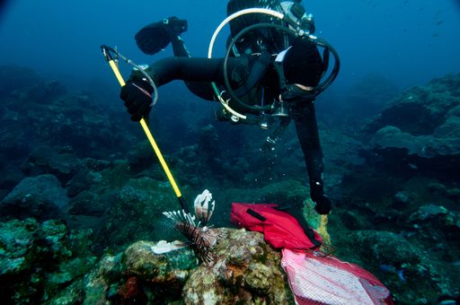 A diver uses a spear and a net to catch a lionfish at Flower Garden Banks National Marine Sanctuary