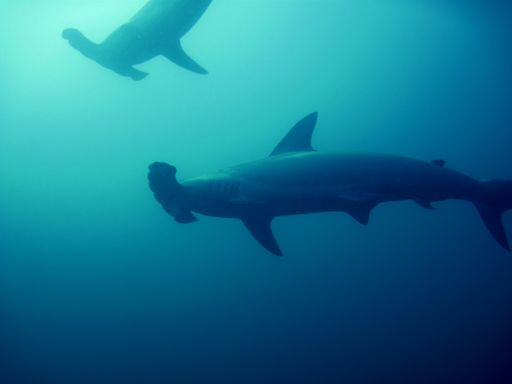 A closeup shot of two hammerhead sharks at the Gray's Reef National Marine Sanctuary.