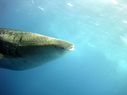 A whale shark peers into the distance in Flower Garden Banks National Marine Sanctuary