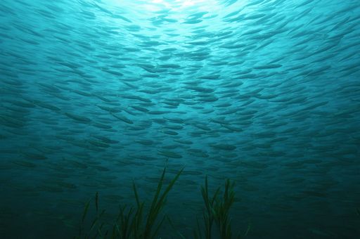 A closeup shot of a shoal National Marine Sanctuary.