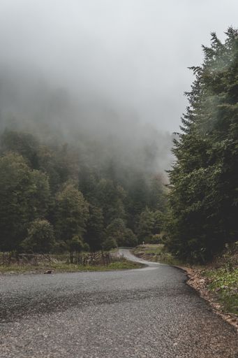 A stunning view of a narrow road through forest lost in the fog on a gloomy day, horizontal wallpaper