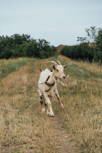 A beautiful white mother goat with her kid tied on the rope in the steppe on a gloomy day