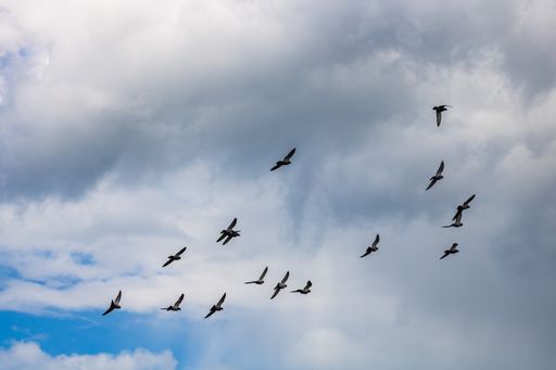 A low angle shot of a flock of pigeons flying in the cloudy sky