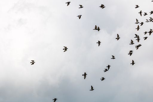 A low angle shot of a flock of pigeons flying in the cloudy sky