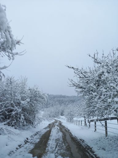 A vertical shot of a road amid the leafless trees covered with snow under a white sky