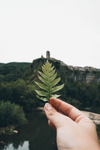 A vertical shot of a hand holding a plant at the Zona Volcanica de la Garrotxa Natural Park in Spain