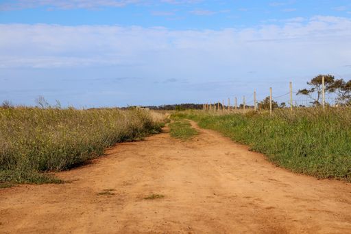 A natural view of an unpaved road between agricultural fields under a clear blue blue
