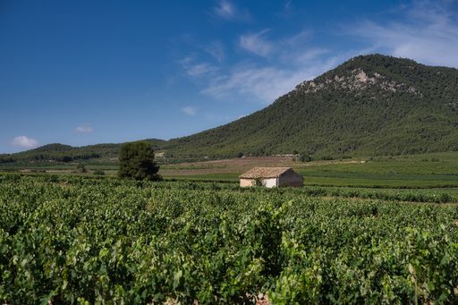 A beautiful rural landscape with large vineyards and a small cottage