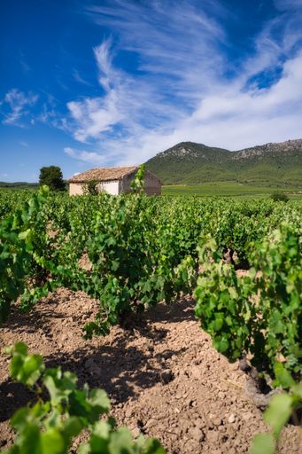 A vertical shot of a vineyard landscape in Murcia Bullas, Spain during daylight