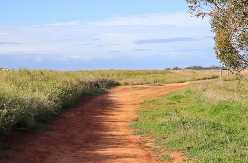 A natural view of an unpaved road between agricultural fields under a clear blue blue
