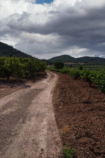 Vertical shot of a pathway through the vineyard under a cloudy sky