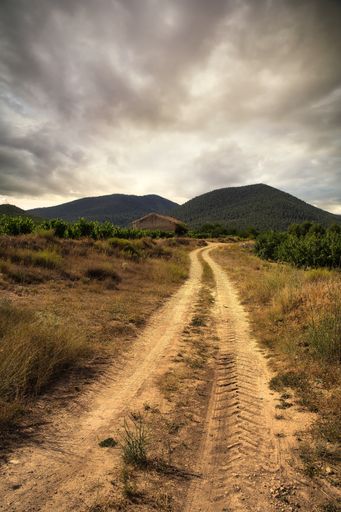 A vertical shot of a pathway through the vineyard under a cloudy sky