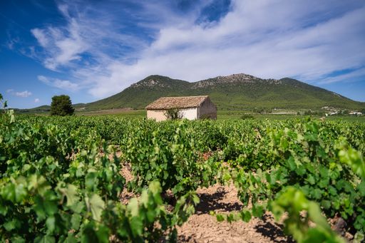 A beautiful rural landscape with a cottage and vineyards