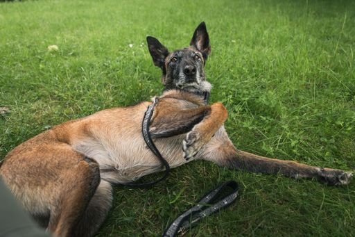 A Belgian Malinois dog lying on green grass with a leash, looking at the camera with alert ears in a park setting.