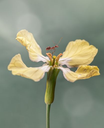 A shallow focus shot of a red ant sitting on top of the Eruca plant