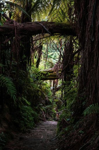 A narrow footpath through tall big trees in the forest