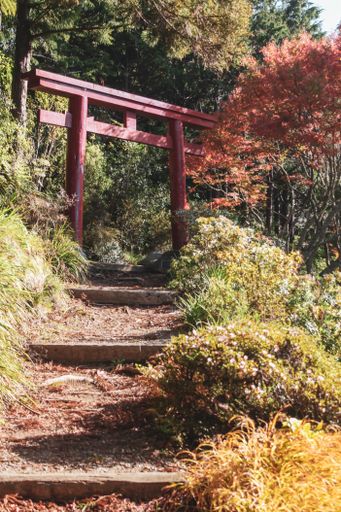 A narrow path through green and yellow bushes on a sunny day