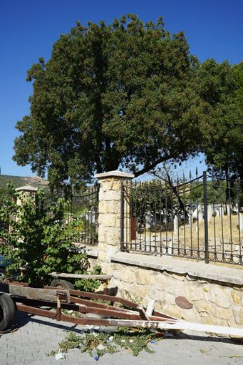 A vertical shot of trees in a park surrounded by a fence