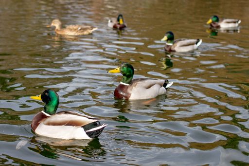 A closeup of mallards swimming on a lake in a park in the daylight