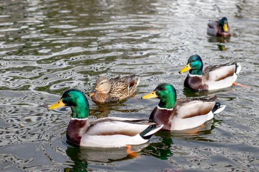 A closeup of mallards swimming on a lake in a park in the daylight