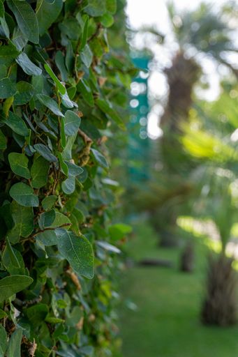 A vertical shot of green leaves and branches covering a wall outdoors during daylight