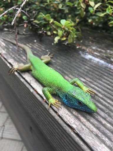 A vertical shot of a European green lizard on a wooden bench outdoors during daylight