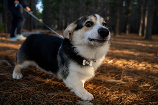 A cute Corgi on a leash walking through a forested area with pine needles covering the ground.