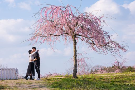 A couple embracing under a cherry blossom tree in a serene park setting, with a clear blue sky and soft clouds.
