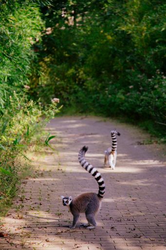 Two cute ring-tailed lemurs walking on a narrow forest pathway, one of them looking at the viewer