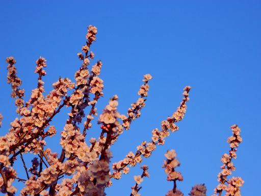 A closeup of pink almond blossoms under the blue daylight sky