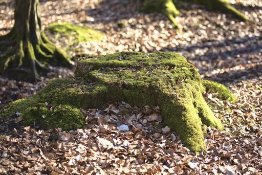 The stump of a tree covered in green moss in the forest