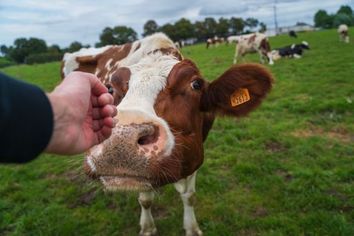 A hand petting a cow grazing in the pasture