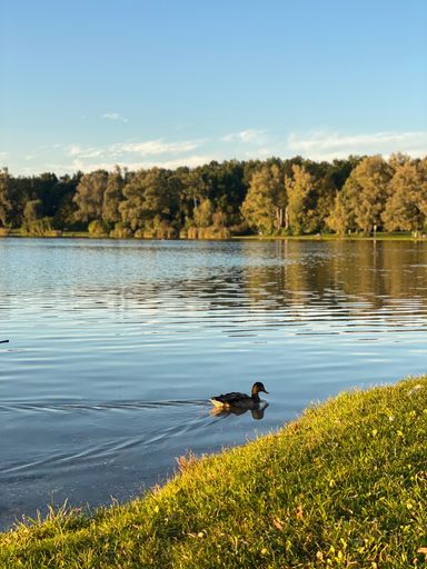 A lone mallard duck floating on a calm lake under a bright sunny sky