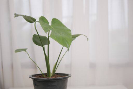 Monstera plant in a pot with bright green leaves placed on the table in the living room with white curtains in the background