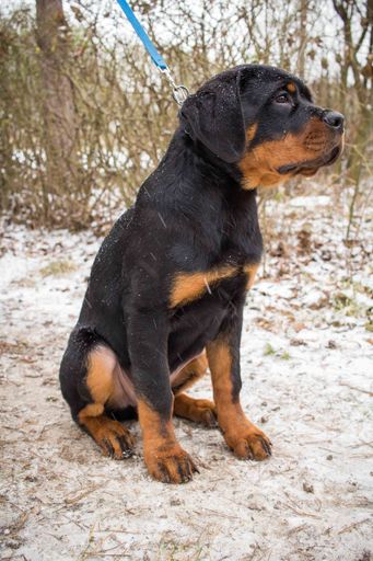 A cute young Rottweiler sitting on snowy ground