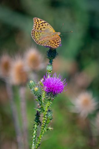 A vertical shot of a butterfly perched on a purple thistle flower on a blurred background