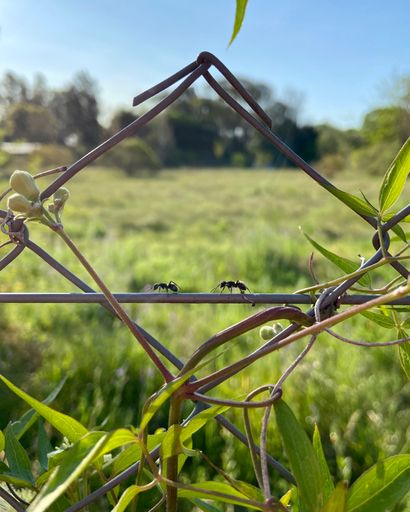Two ants on a chain-link fenc