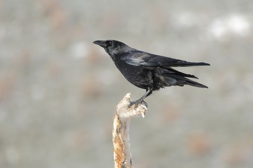 A beautiful shot of a black American crow perched on a wooden log