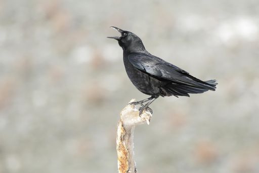 A beautiful shot of a black American crow perched on a wooden log